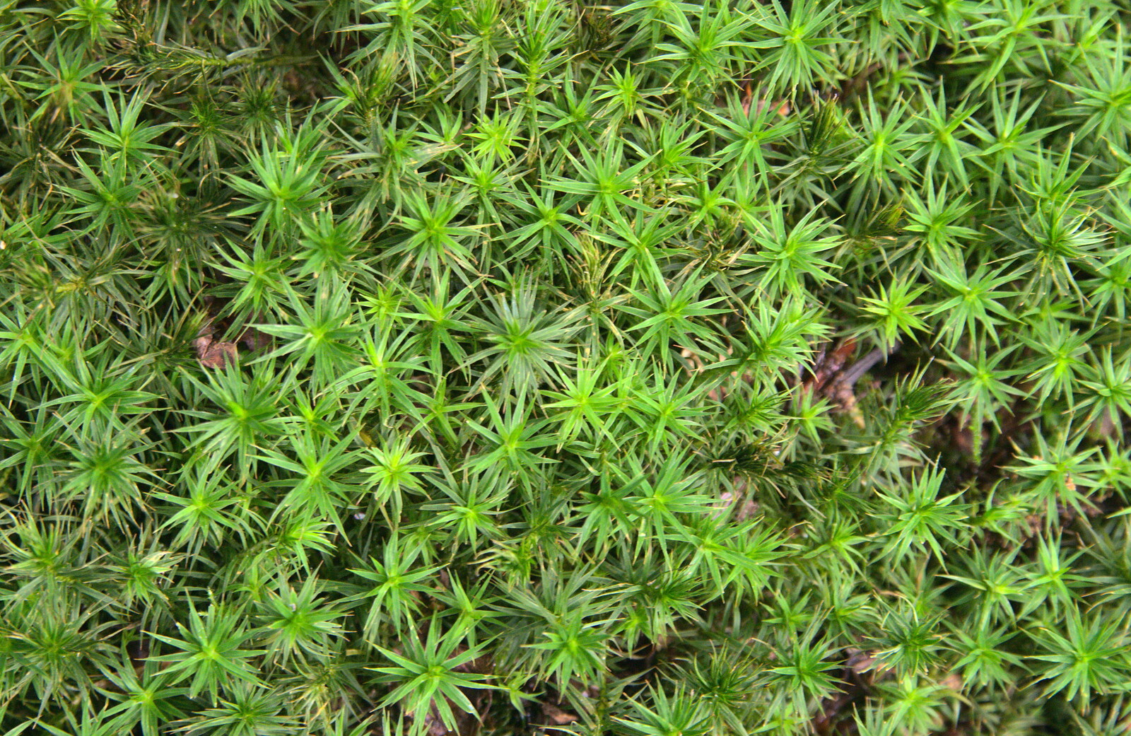 Moss looks like trees from the air from The Archaeology of Dunwich: A Camping Trip, Dunwich, Suffolk - 1st August 2015