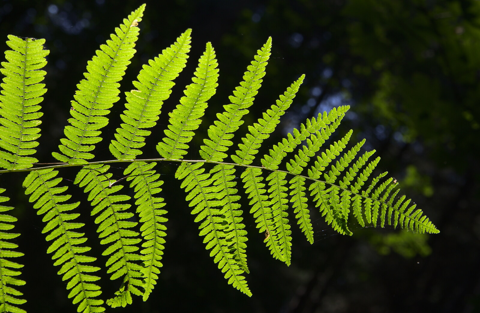Back-lit fern from The Archaeology of Dunwich: A Camping Trip, Dunwich, Suffolk - 1st August 2015