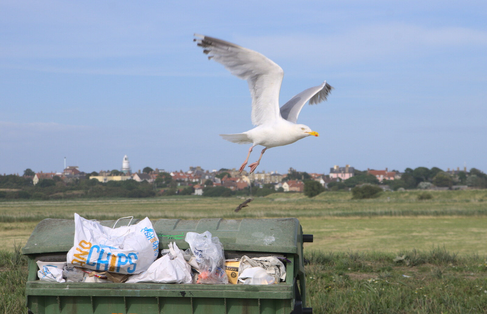 The herring hull takes flight from the bins from The Danger of Trees: A Camping (Mis)adventure - Southwold, Suffolk - 3rd August 2015