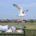 The herring hull takes flight from the bins, The Danger of Trees: A Camping (Mis)adventure - Southwold, Suffolk - 3rd August 2015