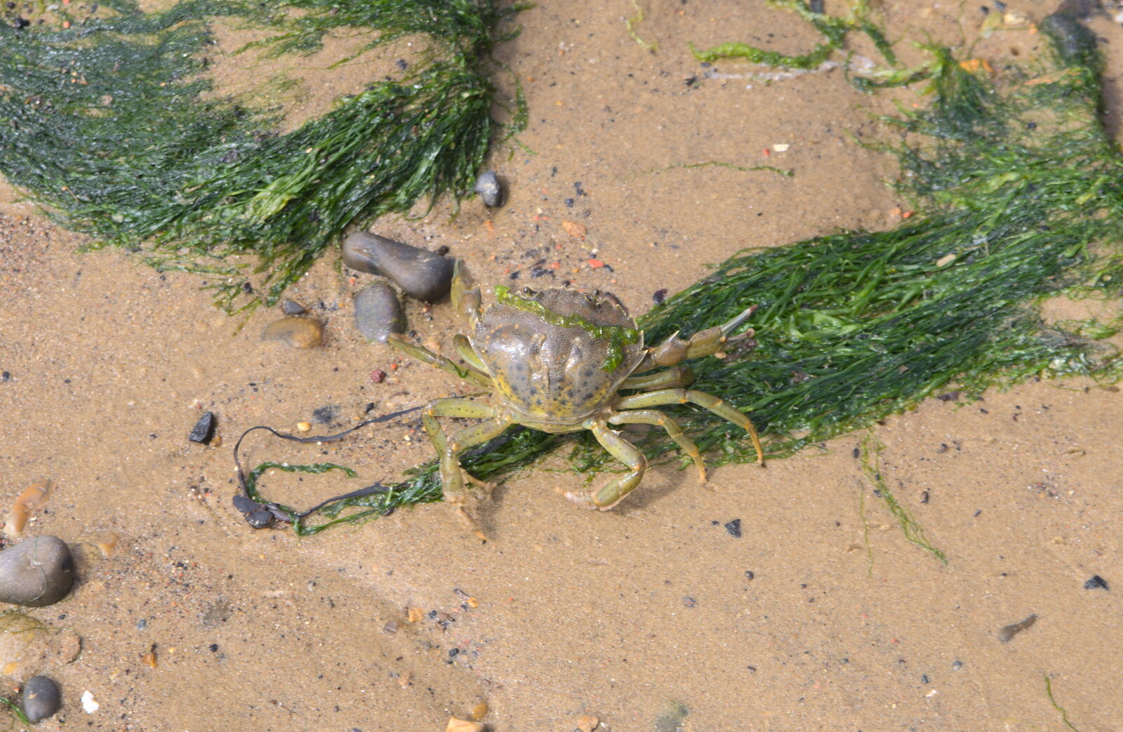 The crabs are let go, and scuttle into the river from The Danger of Trees: A Camping (Mis)adventure - Southwold, Suffolk - 3rd August 2015