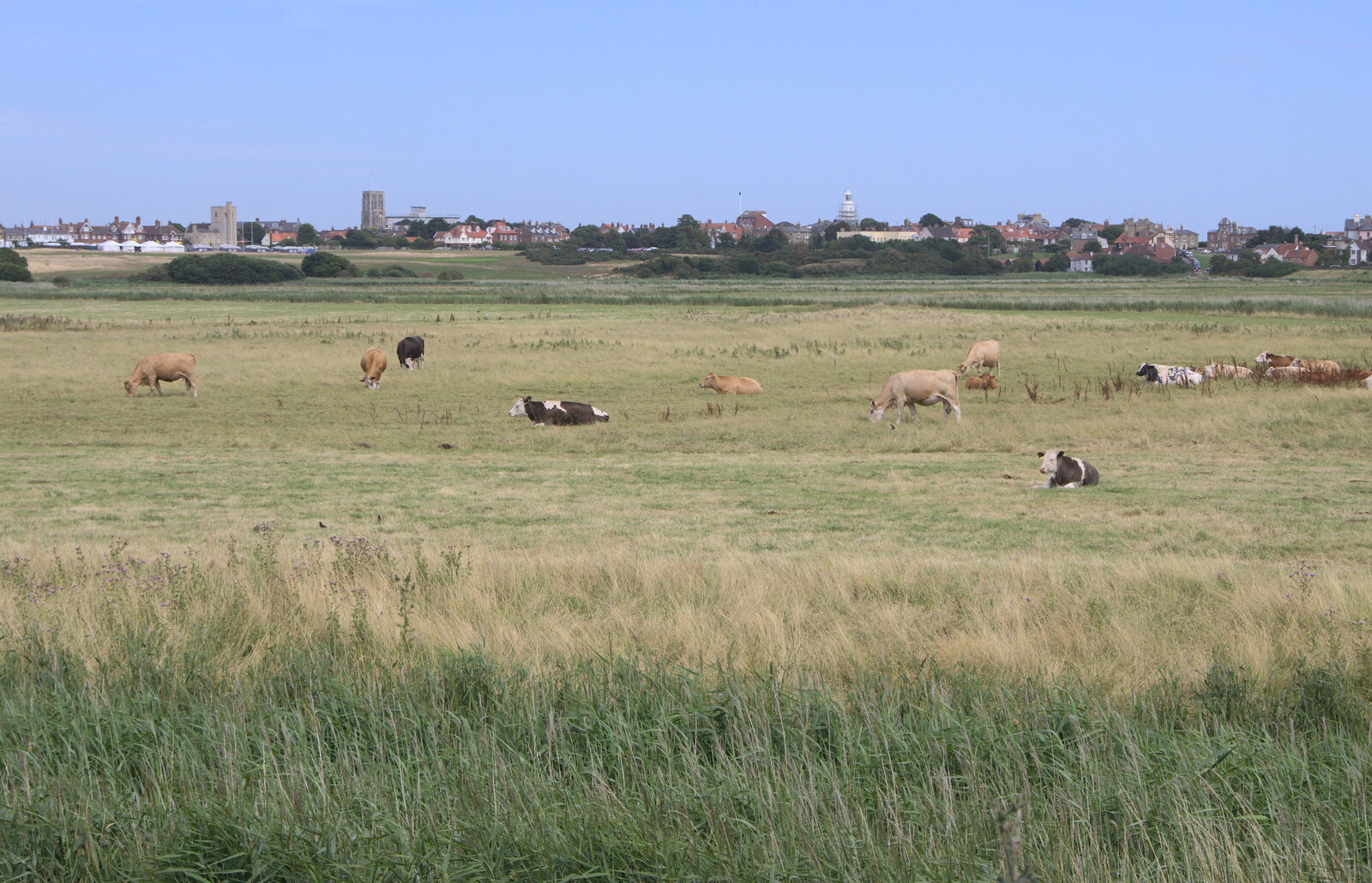 Cows on Southwold Common from The Danger of Trees: A Camping (Mis)adventure - Southwold, Suffolk - 3rd August 2015