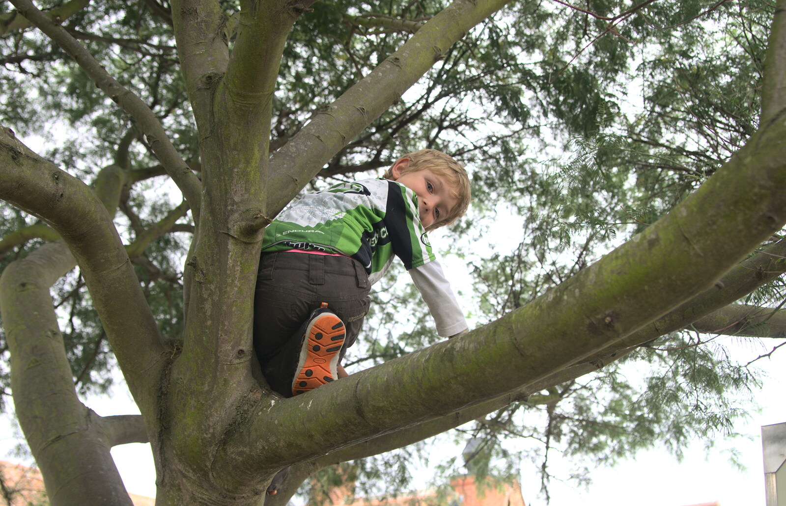 Fred's up a tree from The Danger of Trees: A Camping (Mis)adventure - Southwold, Suffolk - 3rd August 2015