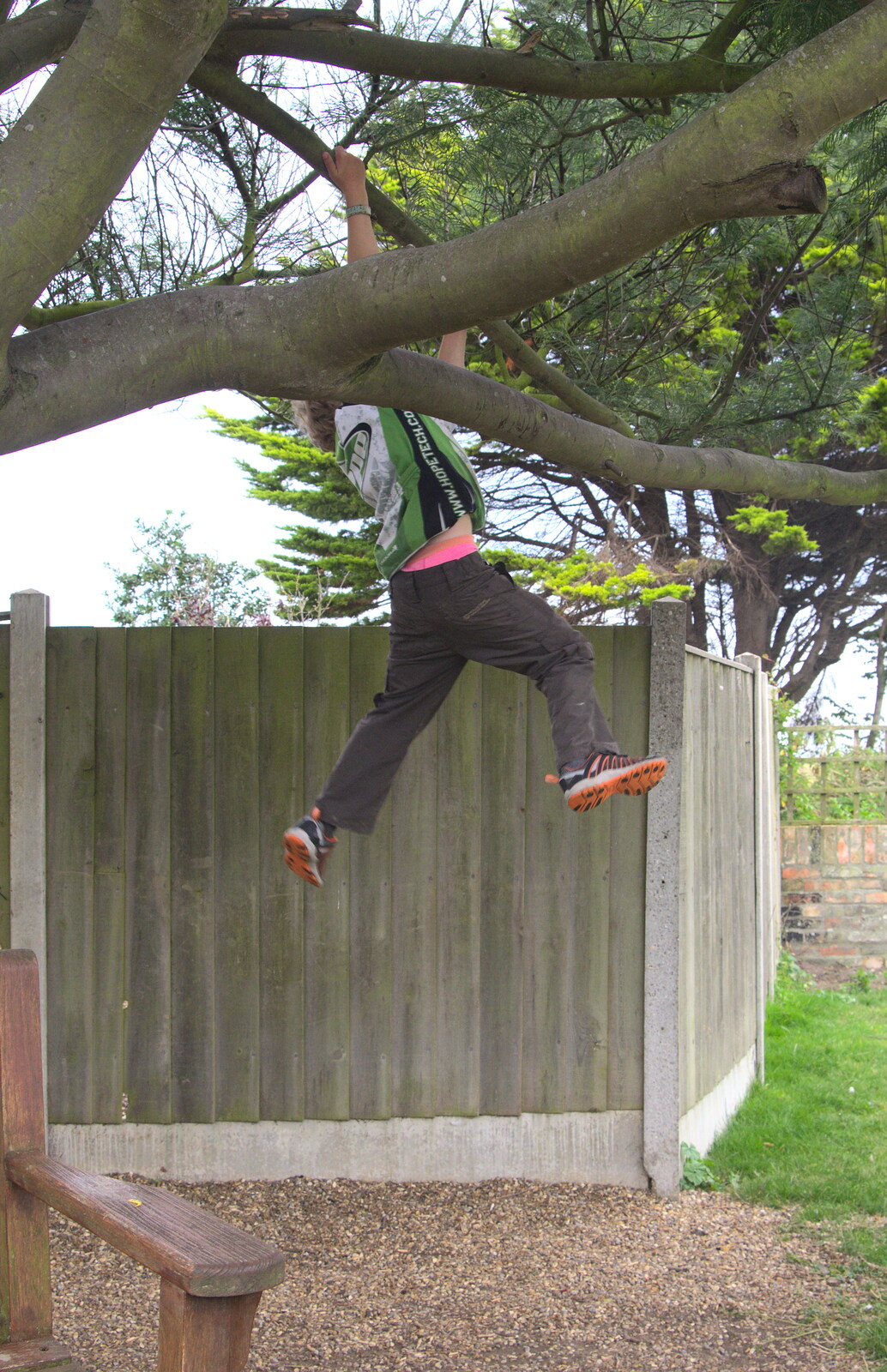 Fred finds a new way to get down from the tree from The Danger of Trees: A Camping (Mis)adventure - Southwold, Suffolk - 3rd August 2015