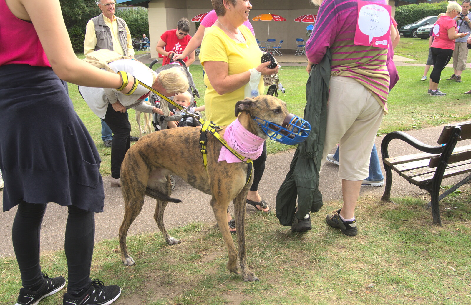 A racing greyhound from A Race For Life, The Park, Diss, Norfolk - 16th August 2015