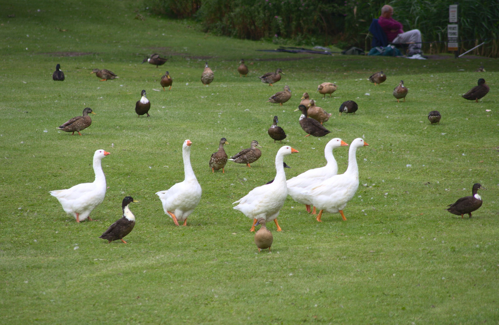 Bossy geese stomp around the park from A Race For Life, The Park, Diss, Norfolk - 16th August 2015