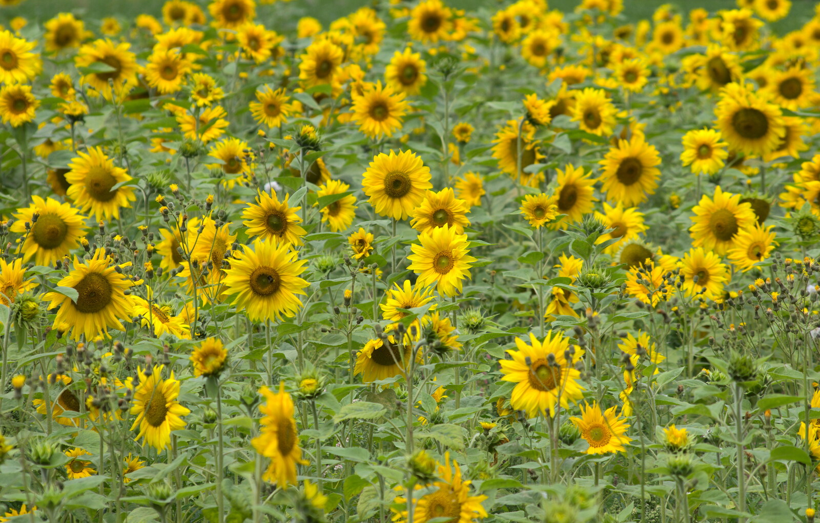 Uncle Mick's sunflowers at Valley Farm from A Race For Life, The Park, Diss, Norfolk - 16th August 2015