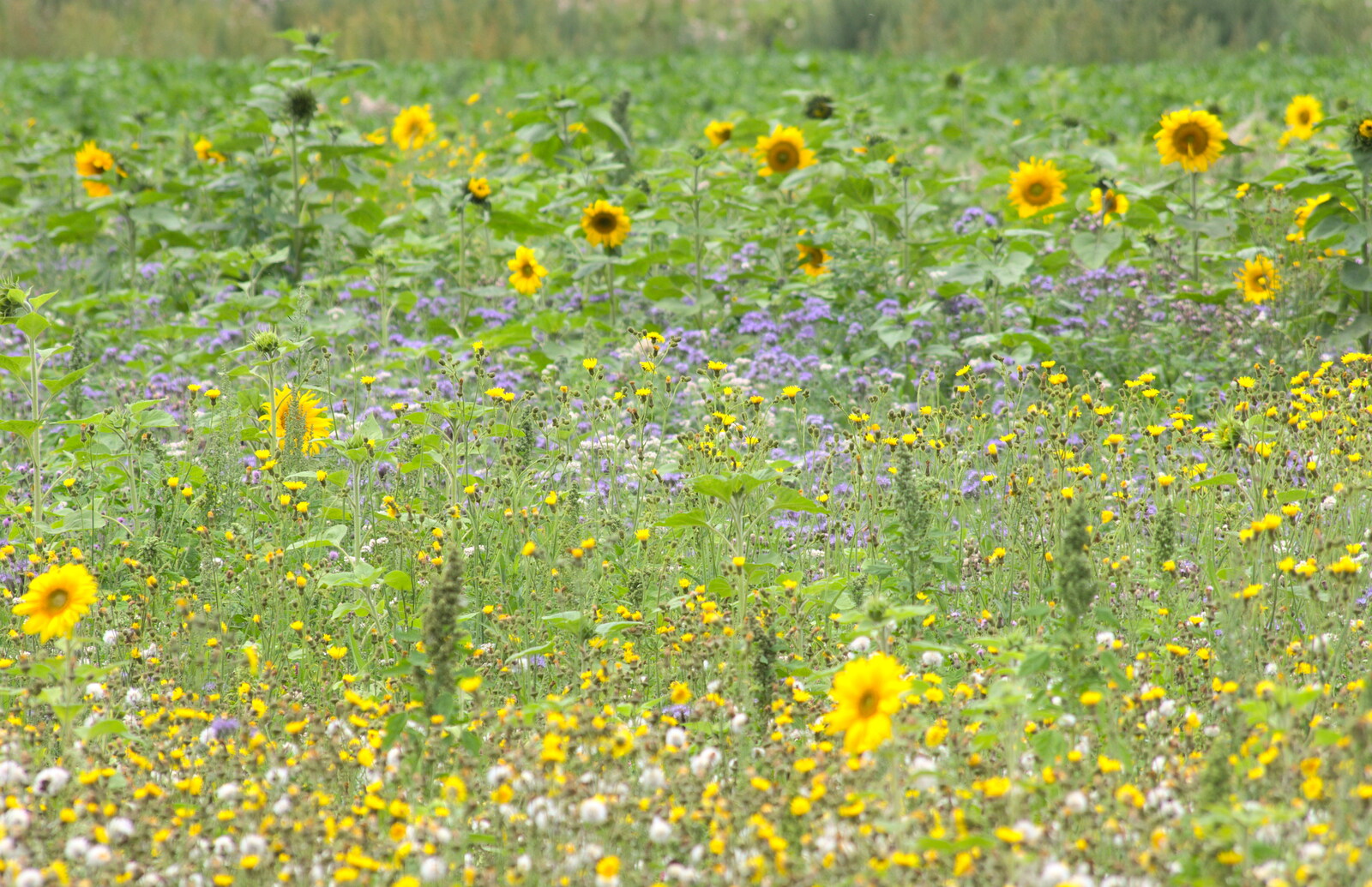 Wild flowers and Sunflowers from A Race For Life, The Park, Diss, Norfolk - 16th August 2015