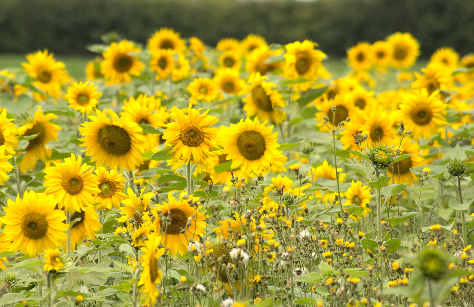 Sunflowers in a field from A Race For Life, The Park, Diss, Norfolk - 16th August 2015