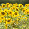 Sunflowers in a field, A Race For Life, The Park, Diss, Norfolk - 16th August 2015