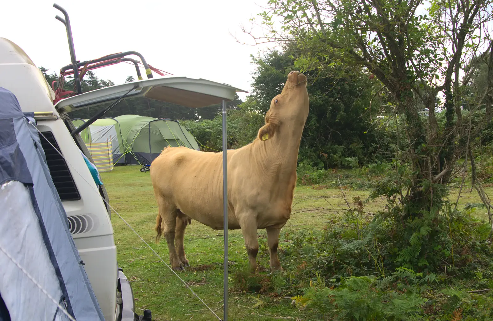 A cow eats the bush behind the van, from A Trip to Hurst Castle, Keyhaven, Hampshire - 28th August 2015