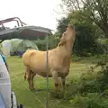 A cow eats the bush behind the van, A Trip to Hurst Castle, Keyhaven, Hampshire - 28th August 2015