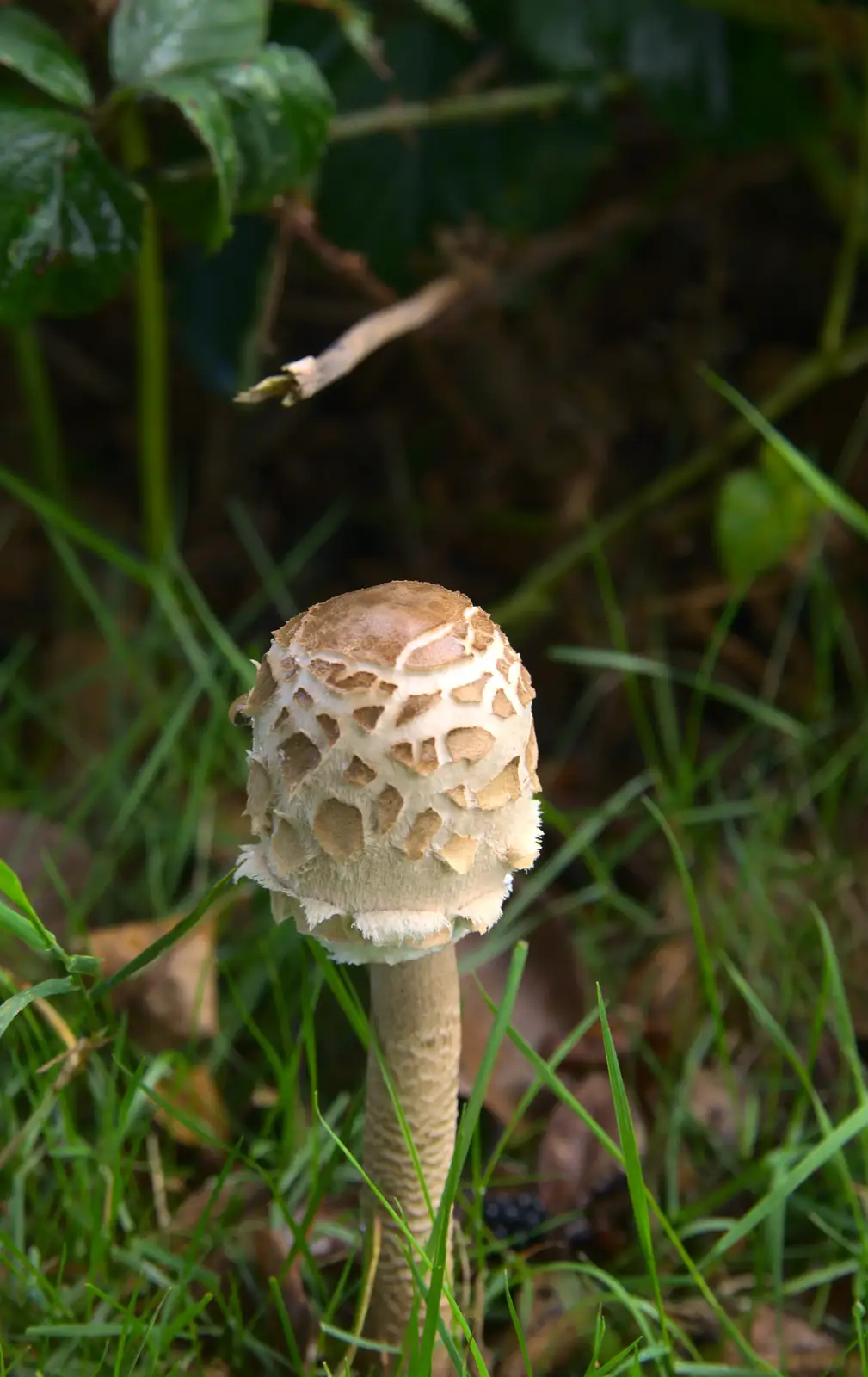 A cool mushroom, from A Trip to Hurst Castle, Keyhaven, Hampshire - 28th August 2015