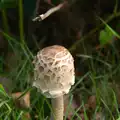 A cool mushroom, A Trip to Hurst Castle, Keyhaven, Hampshire - 28th August 2015