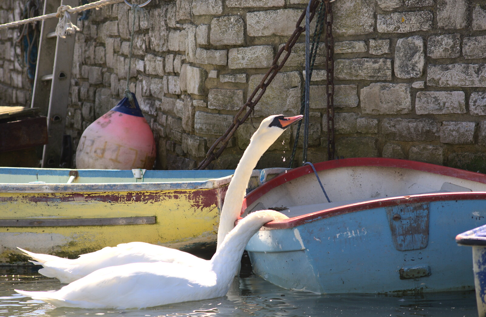 Swans drink fresh water from a boat from A Trip to Hurst Castle, Keyhaven, Hampshire - 28th August 2015