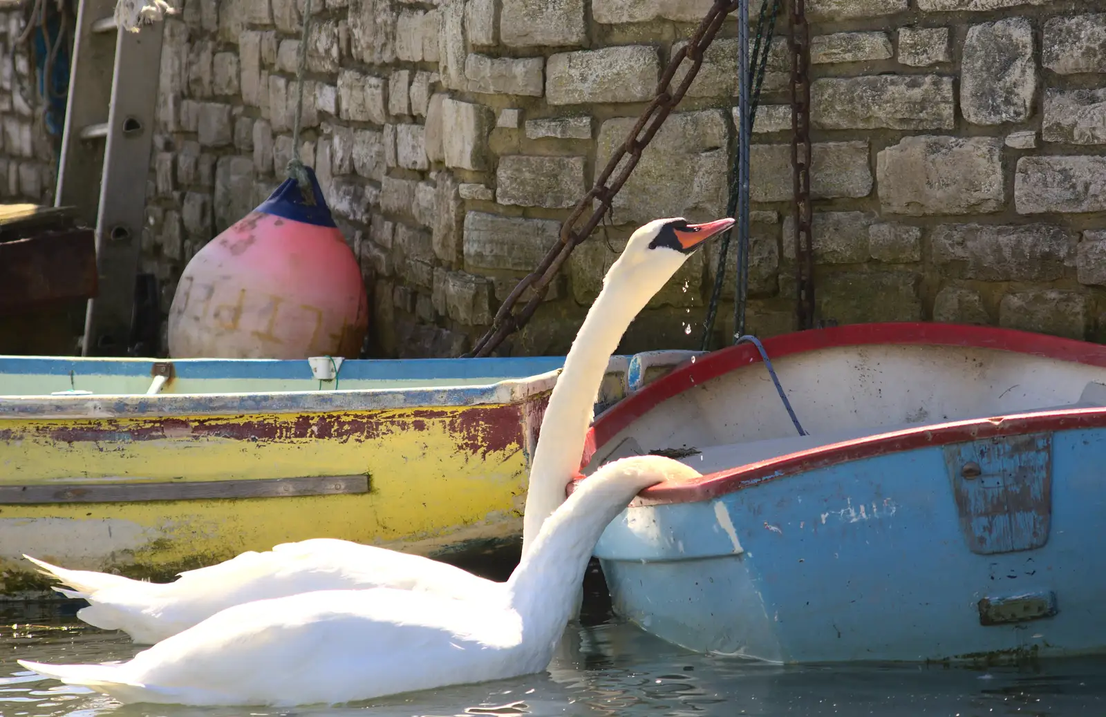 Swans drink fresh water from a boat, from A Trip to Hurst Castle, Keyhaven, Hampshire - 28th August 2015