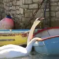 Swans drink fresh water from a boat, A Trip to Hurst Castle, Keyhaven, Hampshire - 28th August 2015