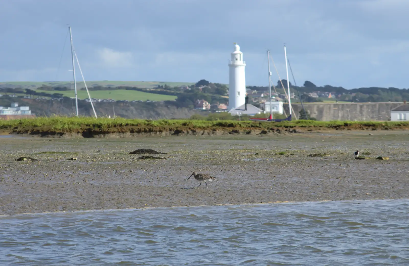 An Oyster Catcher pokes about, from A Trip to Hurst Castle, Keyhaven, Hampshire - 28th August 2015