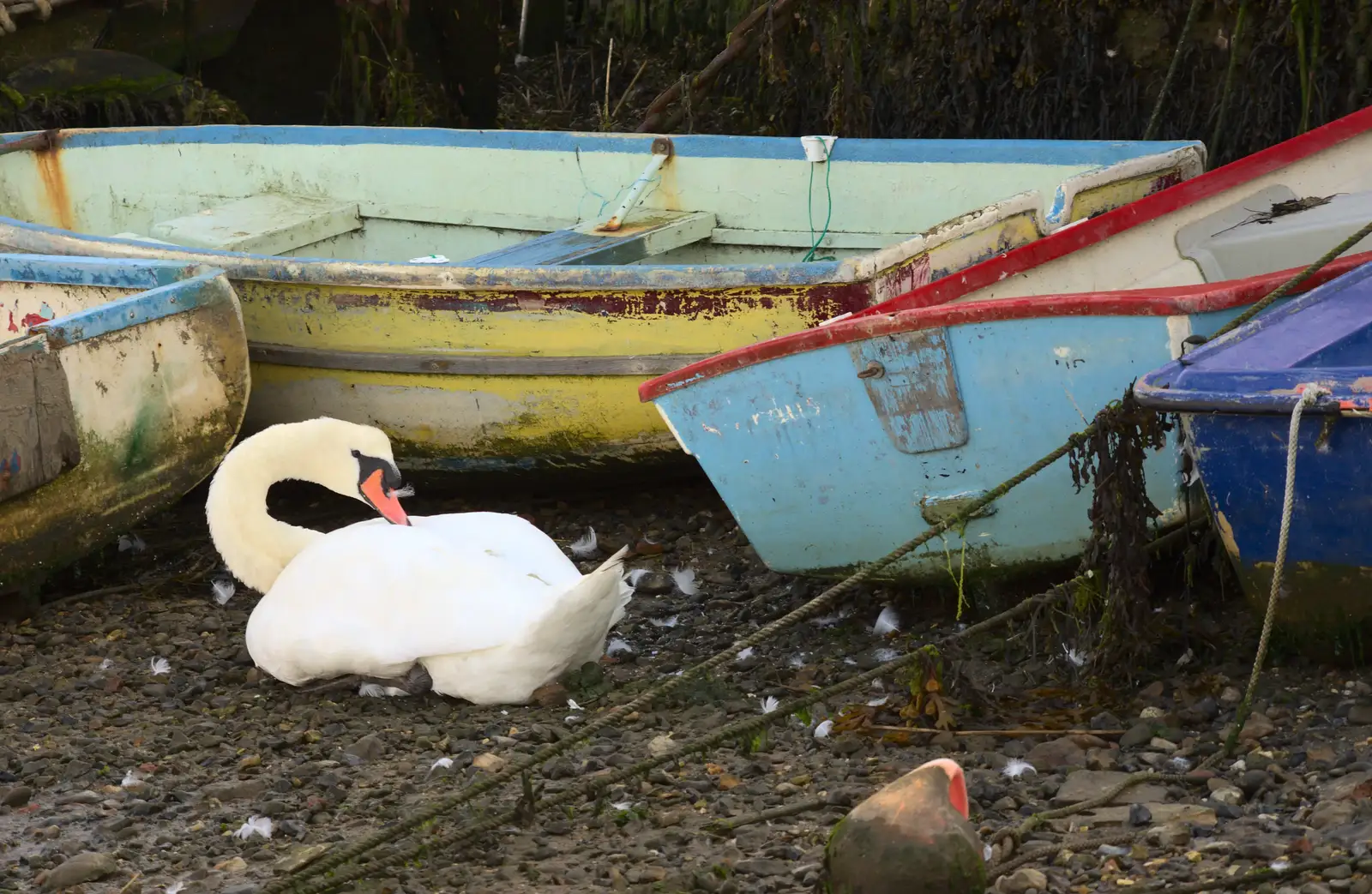 A swan pokes about, from A Trip to Hurst Castle, Keyhaven, Hampshire - 28th August 2015