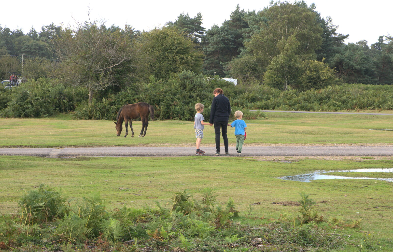 Isobel takes the boys to look at a pony from Camping at Roundhills, Brockenhurst, New Forest, Hampshire - 29th August 2015