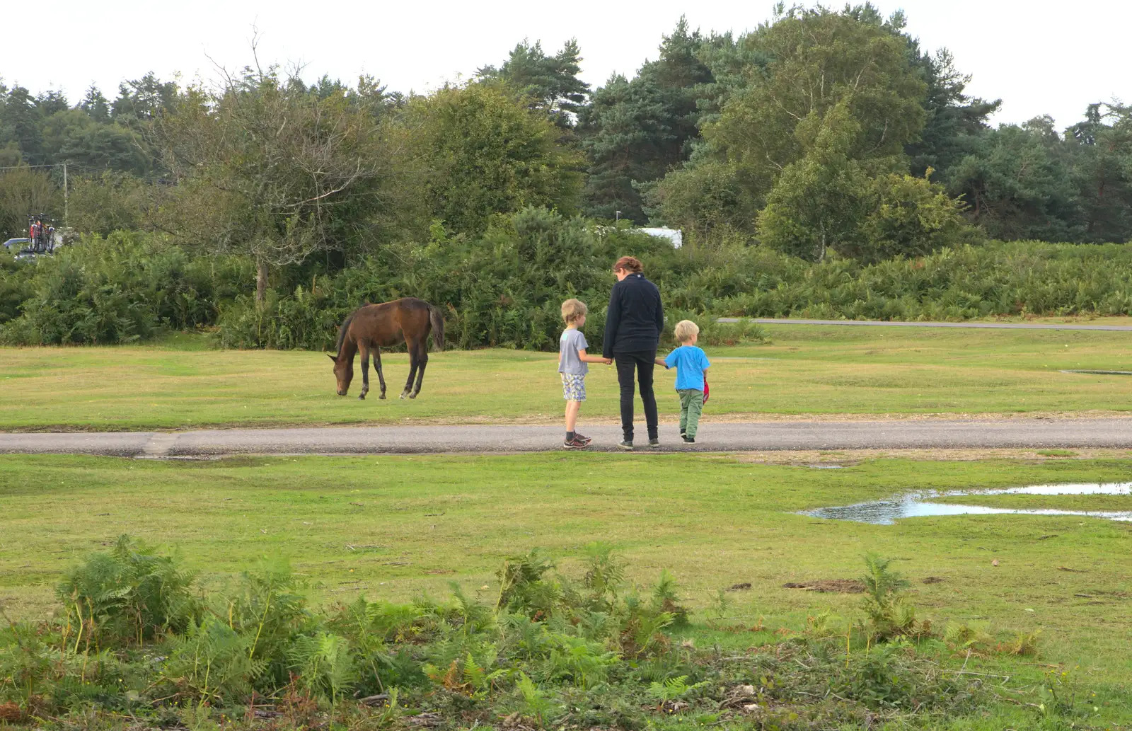 Isobel takes the boys to look at a pony, from Camping at Roundhills, Brockenhurst, New Forest, Hampshire - 29th August 2015