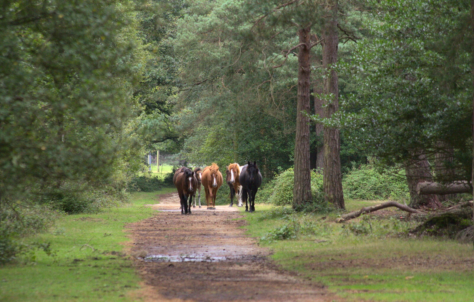 A gang of ponies wanders up the path from Camping at Roundhills, Brockenhurst, New Forest, Hampshire - 29th August 2015