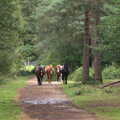 A gang of ponies wanders up the path, Camping at Roundhills, Brockenhurst, New Forest, Hampshire - 29th August 2015