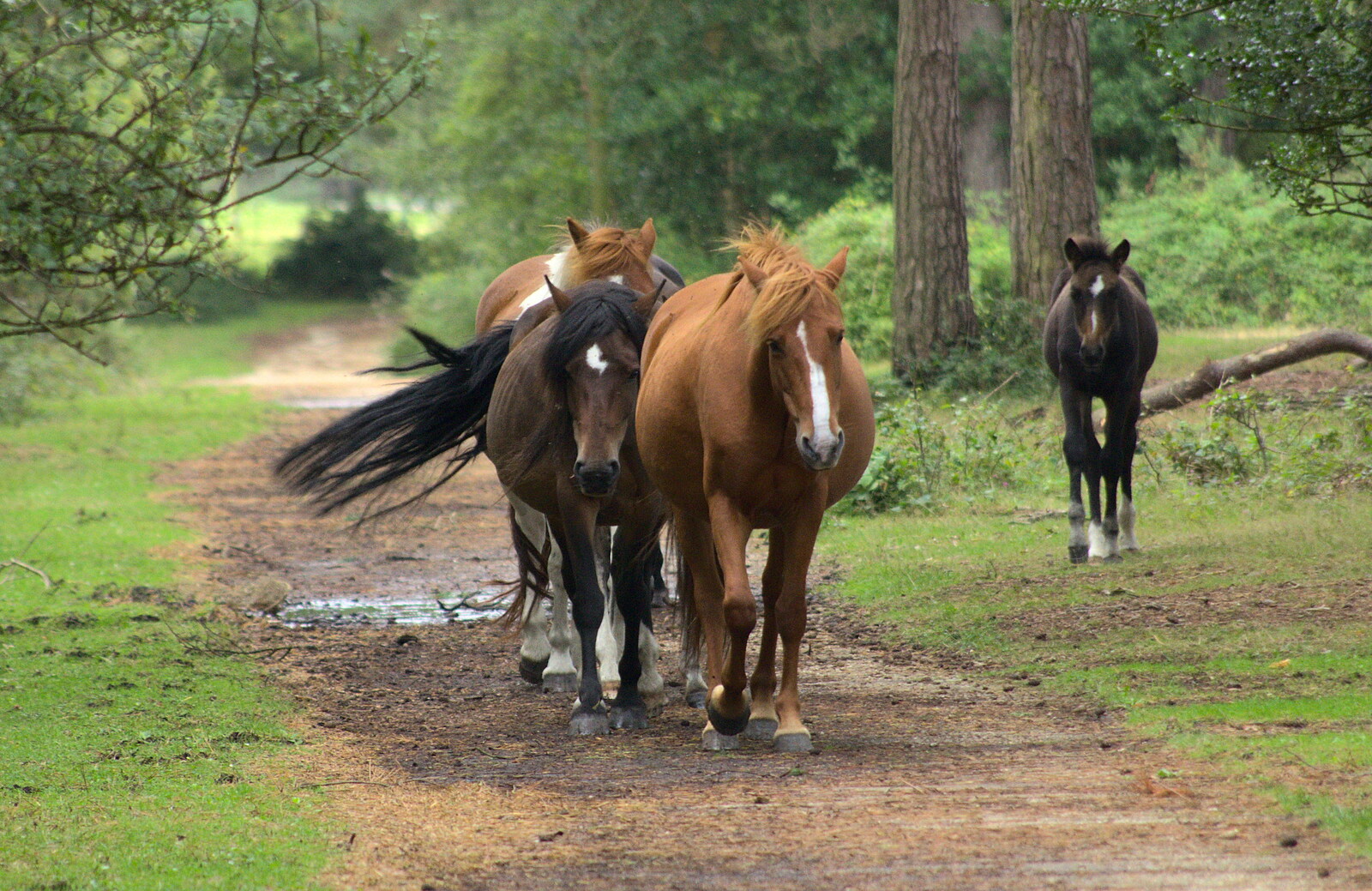 There's a lot of tail swishing from Camping at Roundhills, Brockenhurst, New Forest, Hampshire - 29th August 2015