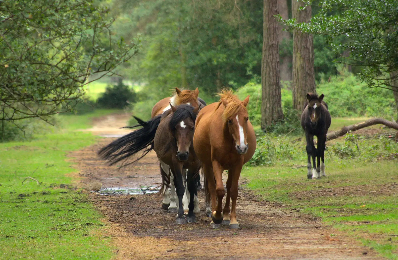 There's a lot of tail swishing, from Camping at Roundhills, Brockenhurst, New Forest, Hampshire - 29th August 2015