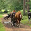 There's a lot of tail swishing, Camping at Roundhills, Brockenhurst, New Forest, Hampshire - 29th August 2015