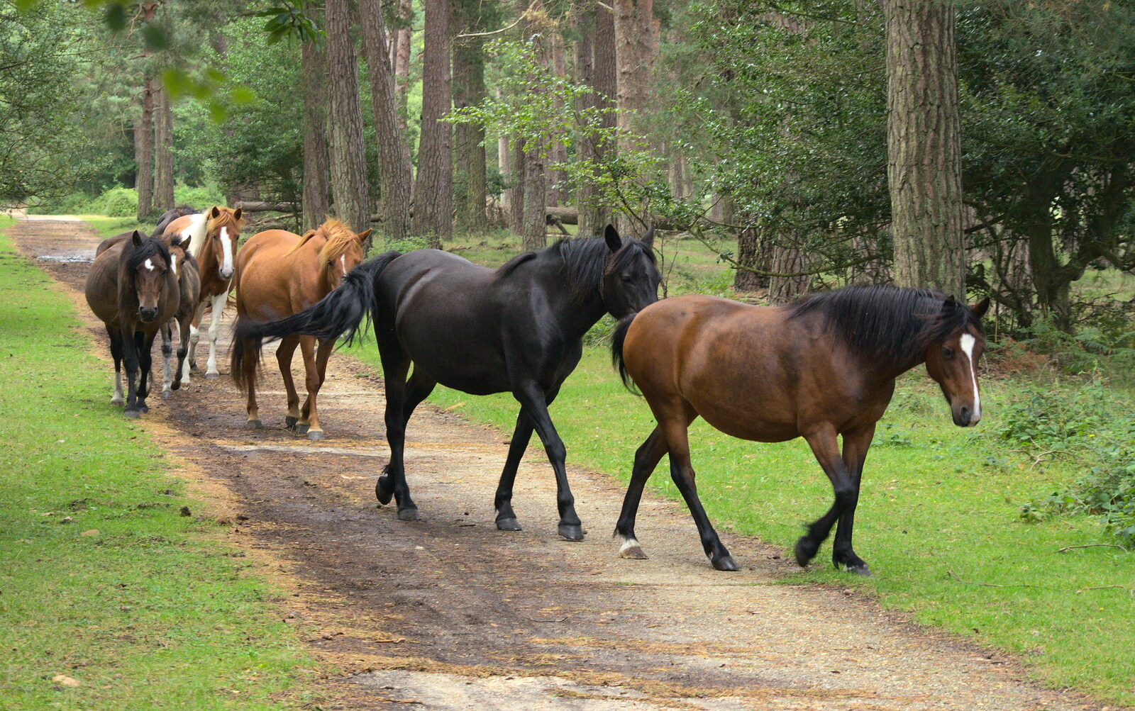 The ponies divert around us from Camping at Roundhills, Brockenhurst, New Forest, Hampshire - 29th August 2015