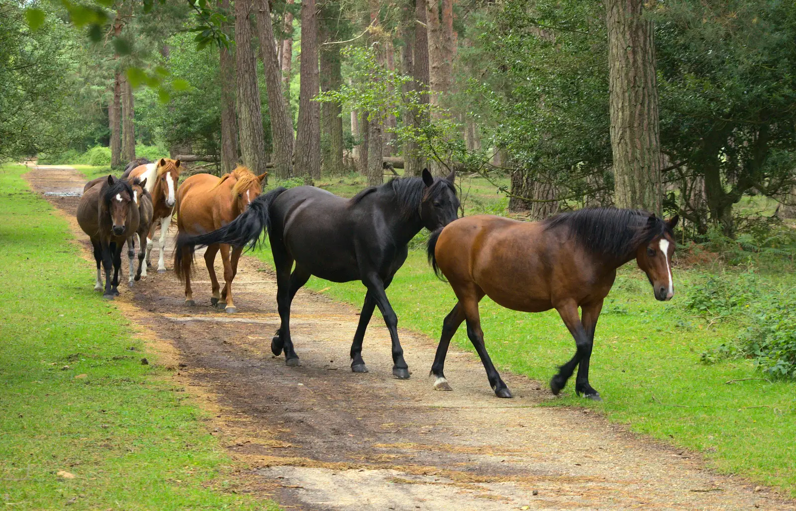 The ponies divert around us, from Camping at Roundhills, Brockenhurst, New Forest, Hampshire - 29th August 2015