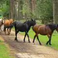 The ponies divert around us, Camping at Roundhills, Brockenhurst, New Forest, Hampshire - 29th August 2015