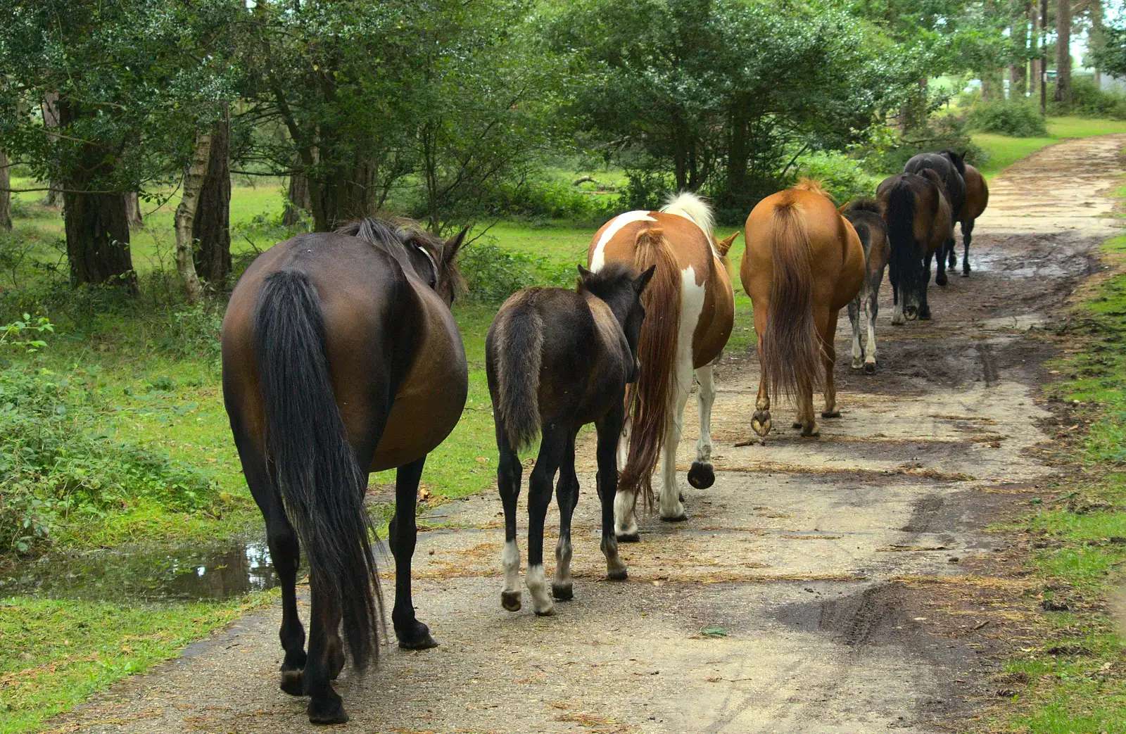 Pregnant mares, with a foal in tow, from Camping at Roundhills, Brockenhurst, New Forest, Hampshire - 29th August 2015