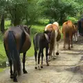 Pregnant mares, with a foal in tow, Camping at Roundhills, Brockenhurst, New Forest, Hampshire - 29th August 2015