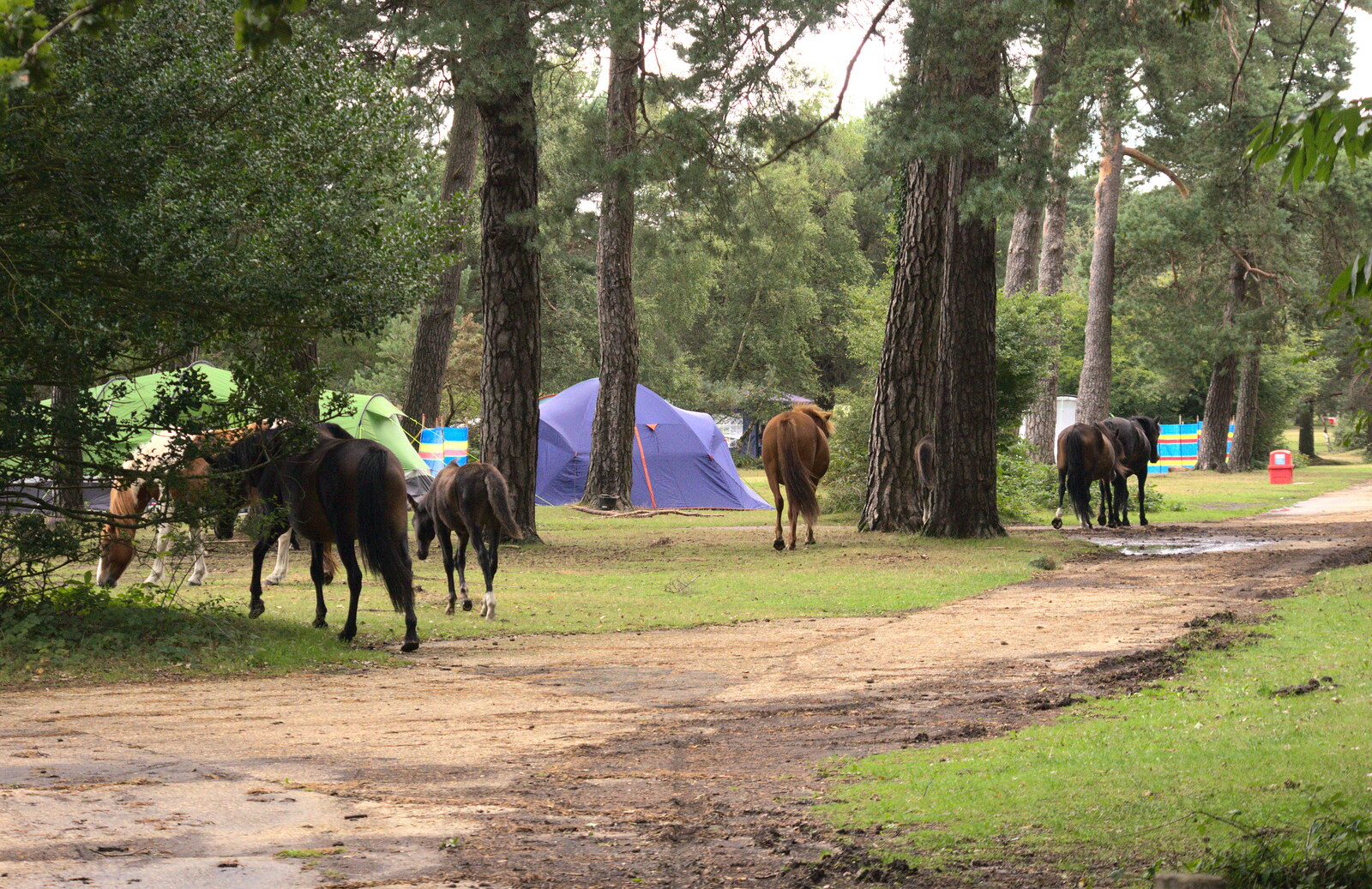 The ponies disperse through the campsite from Camping at Roundhills, Brockenhurst, New Forest, Hampshire - 29th August 2015