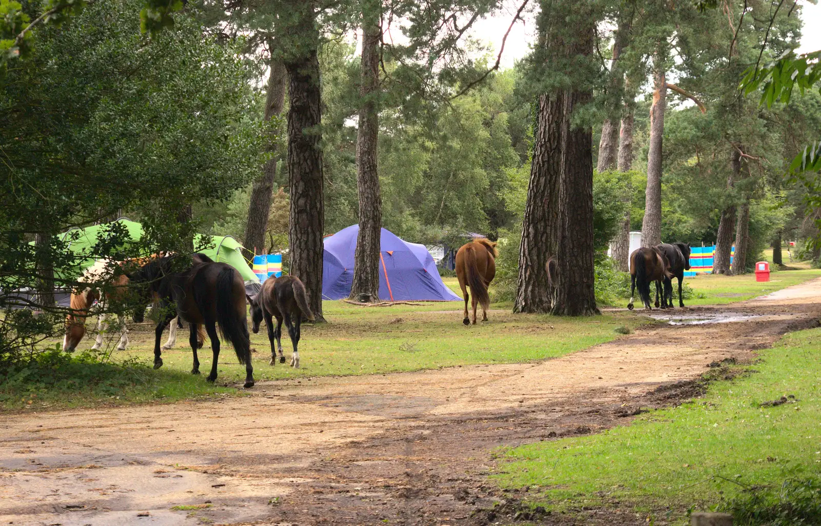 The ponies disperse through the campsite, from Camping at Roundhills, Brockenhurst, New Forest, Hampshire - 29th August 2015