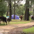 The ponies disperse through the campsite, Camping at Roundhills, Brockenhurst, New Forest, Hampshire - 29th August 2015