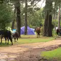 The ponies disperse through the campsite, Camping at Roundhills, Brockenhurst, New Forest, Hampshire - 29th August 2015