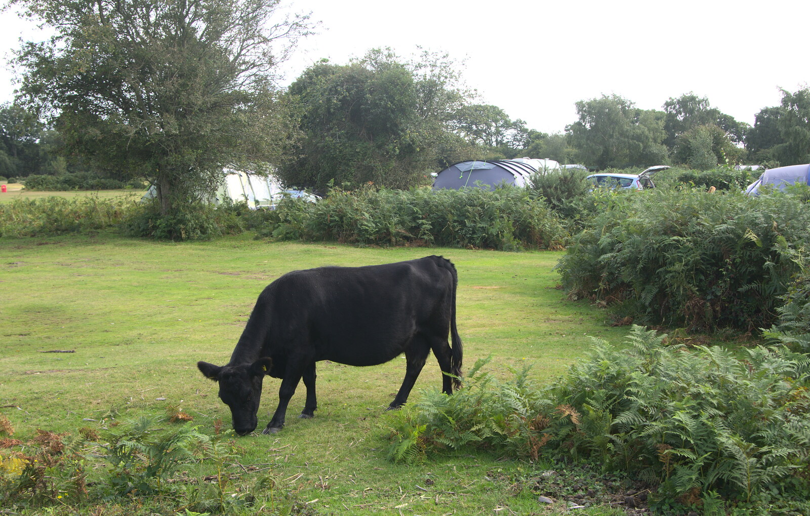 A black cow munches on grass from Camping at Roundhills, Brockenhurst, New Forest, Hampshire - 29th August 2015