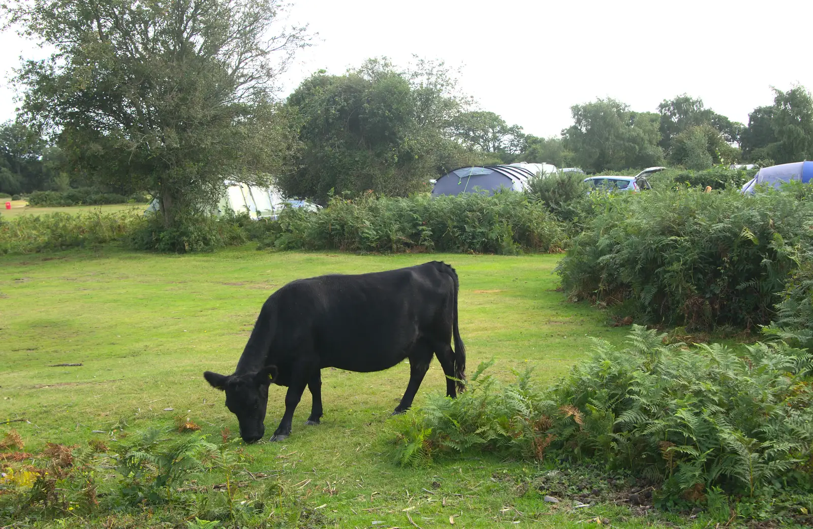 A black cow munches on grass, from Camping at Roundhills, Brockenhurst, New Forest, Hampshire - 29th August 2015