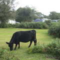 A black cow munches on grass, Camping at Roundhills, Brockenhurst, New Forest, Hampshire - 29th August 2015