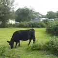 A black cow munches on grass, Camping at Roundhills, Brockenhurst, New Forest, Hampshire - 29th August 2015