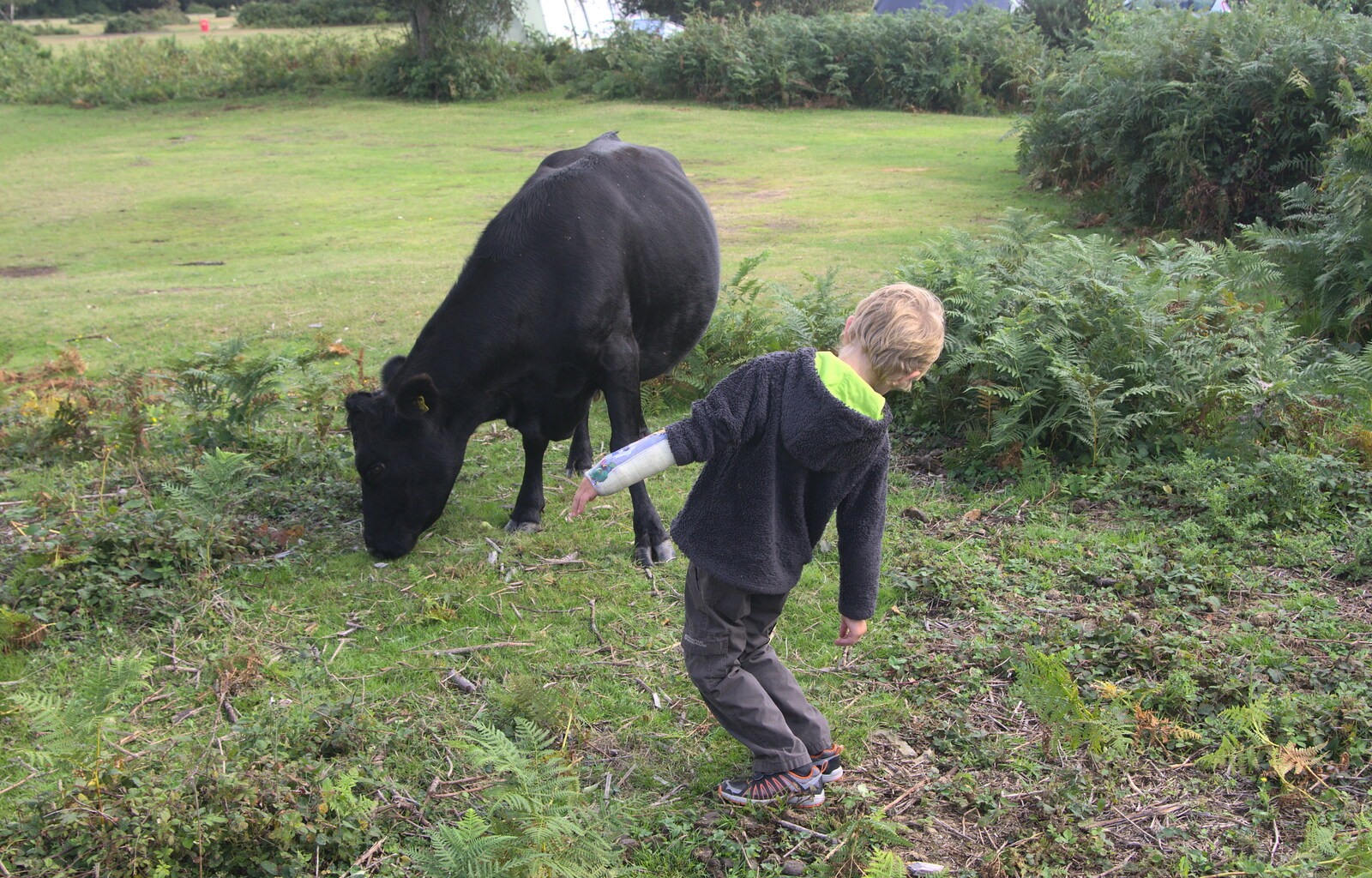 Fred checks to see if this cow has udders or not from Camping at Roundhills, Brockenhurst, New Forest, Hampshire - 29th August 2015