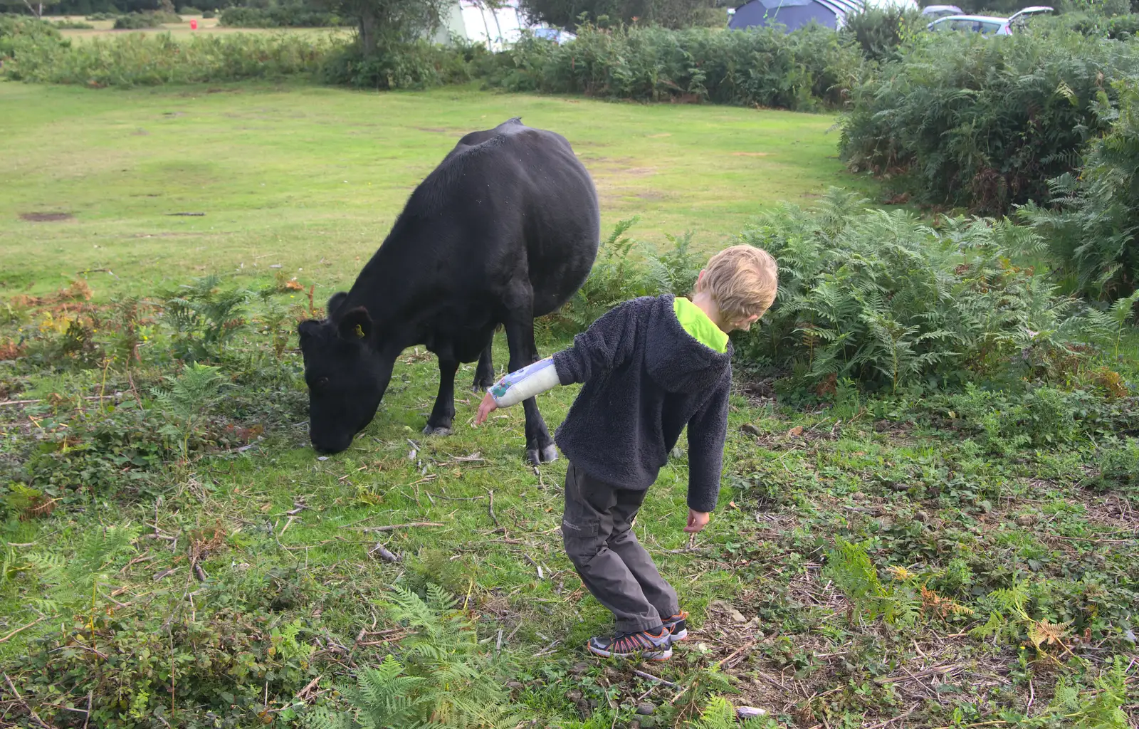 Fred checks to see if this cow has udders or not, from Camping at Roundhills, Brockenhurst, New Forest, Hampshire - 29th August 2015