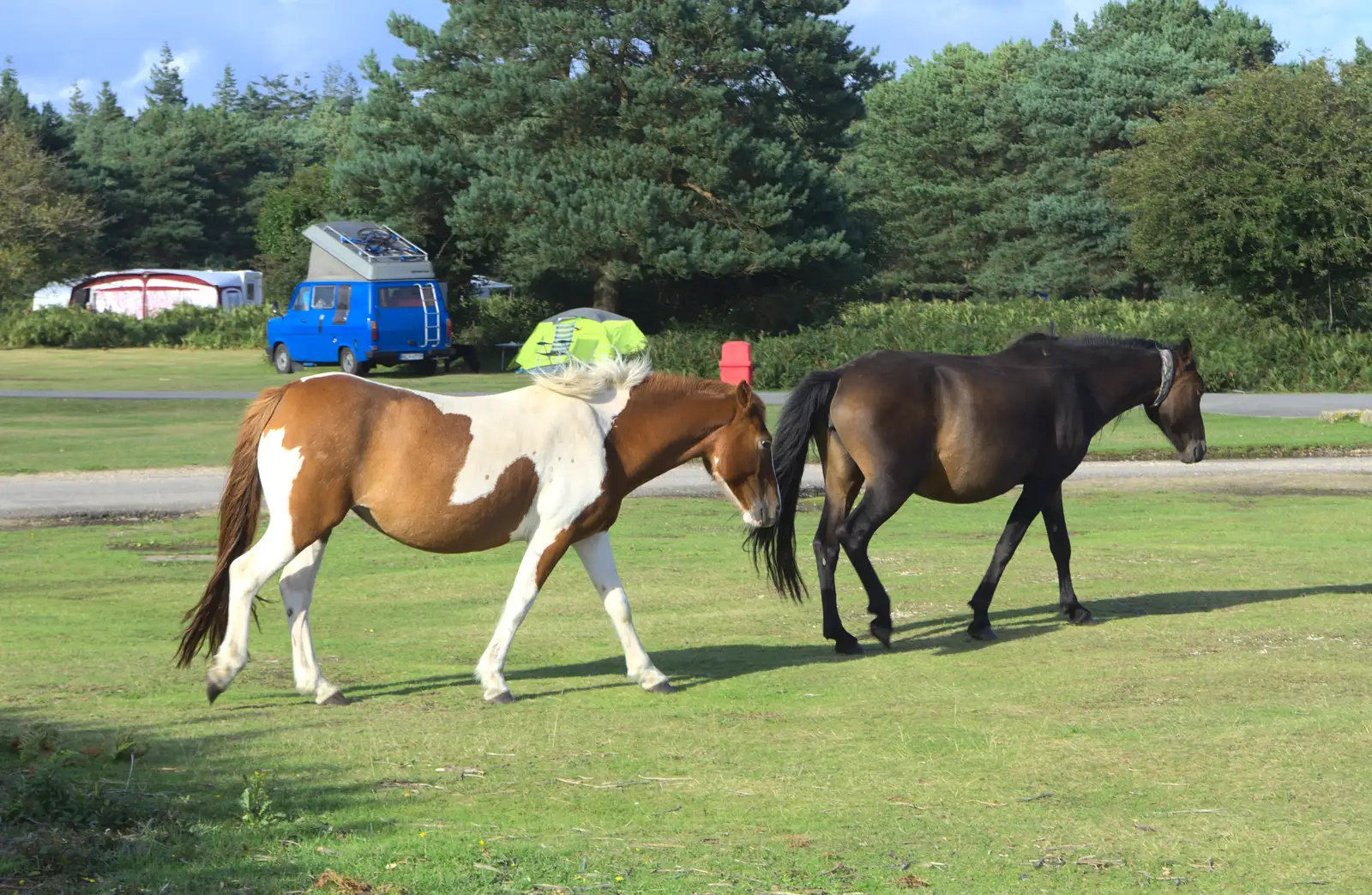 A couple of ponies, from Camping at Roundhills, Brockenhurst, New Forest, Hampshire - 29th August 2015