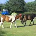 A couple of ponies, Camping at Roundhills, Brockenhurst, New Forest, Hampshire - 29th August 2015