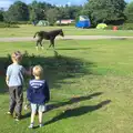 A foal trots past, Camping at Roundhills, Brockenhurst, New Forest, Hampshire - 29th August 2015