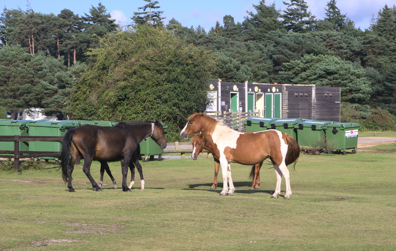 A gathering of ponies from Camping at Roundhills, Brockenhurst, New Forest, Hampshire - 29th August 2015