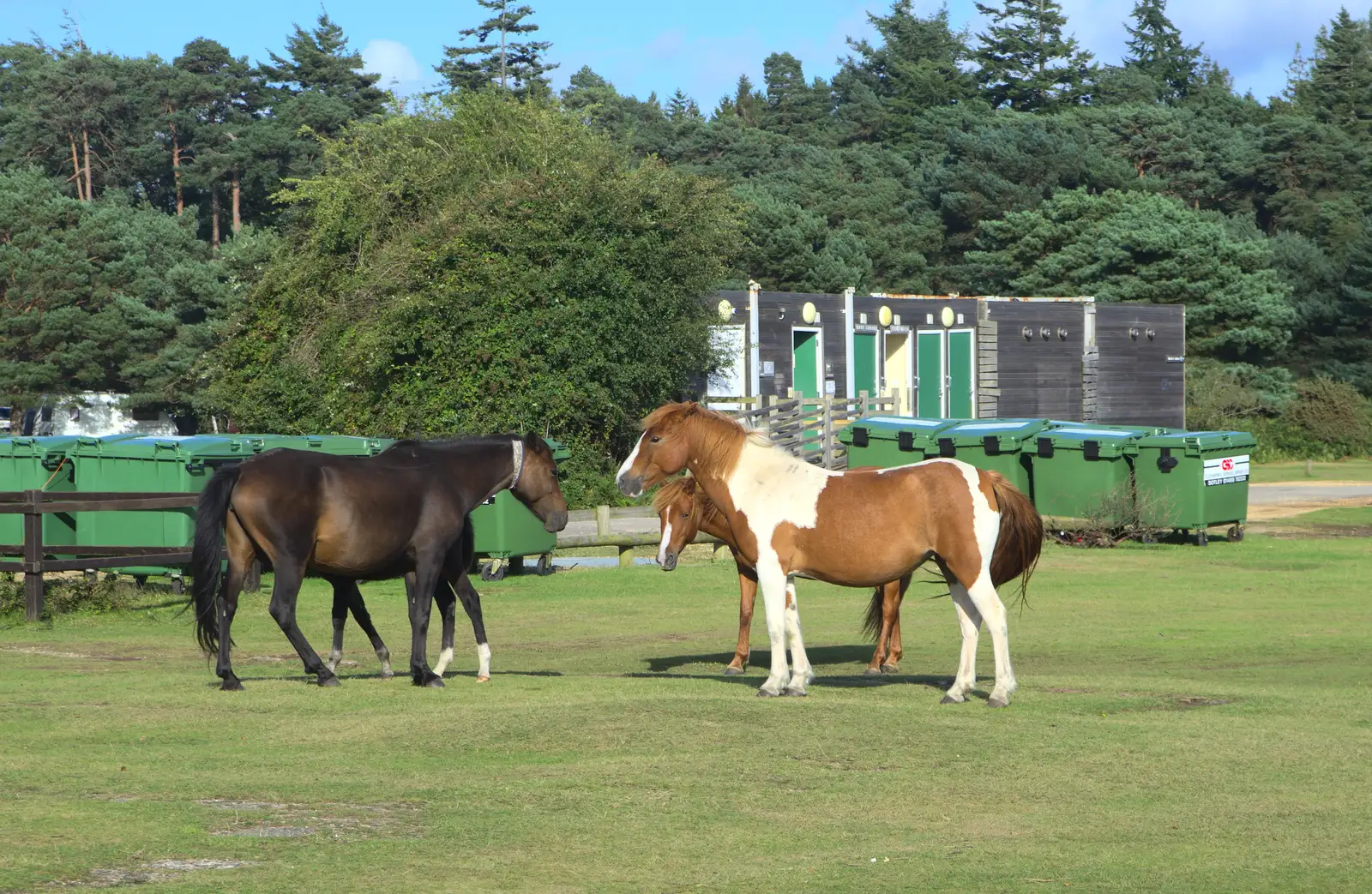 A gathering of ponies, from Camping at Roundhills, Brockenhurst, New Forest, Hampshire - 29th August 2015